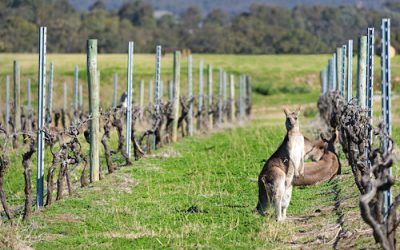 Hunter Valley and New South Wales