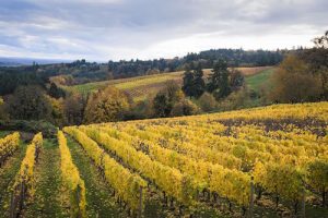 Teddington and Richmond Wine Societies - Oregon, Washington State and Finger Lakes @ by Zoom