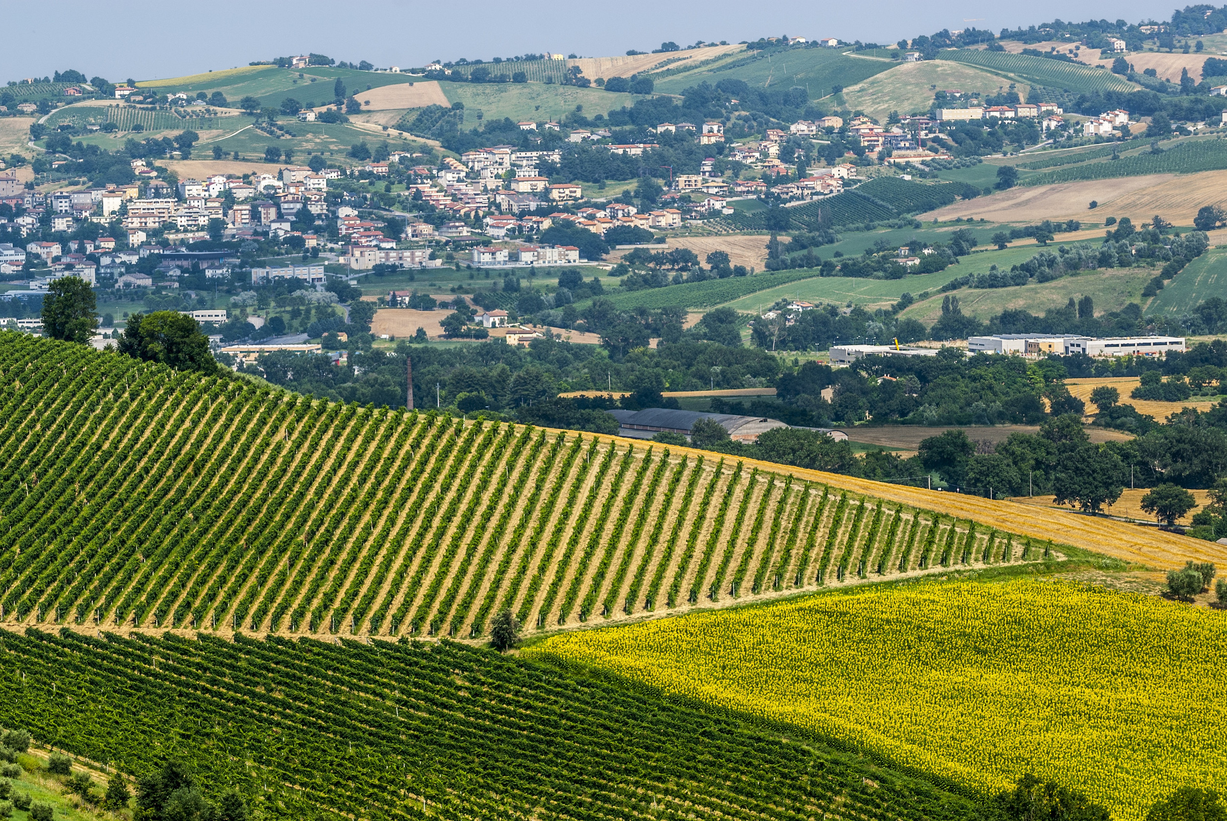 Marches Italy – Landscape at summer near Jesi